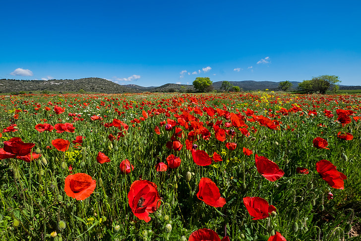 campo di papaveri